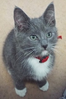 Nathan--Adoptable with Bonded Companion, Beret, an adoptable Domestic Short Hair in Green Valley, AZ, 85614 | Photo Image 2