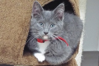 Nathan--Adoptable with Bonded Companion, Beret, an adoptable Domestic Short Hair in Green Valley, AZ, 85614 | Photo Image 4