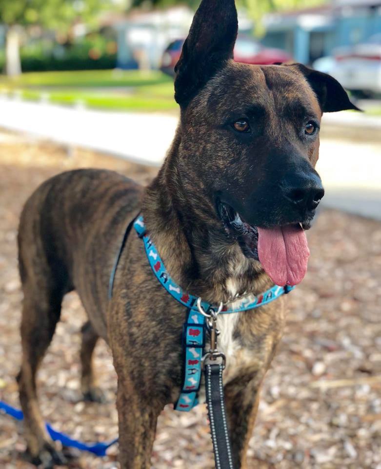 Sam and Susy, an adoptable Dutch Shepherd in Oakland Park, FL, 33334 | Photo Image 2