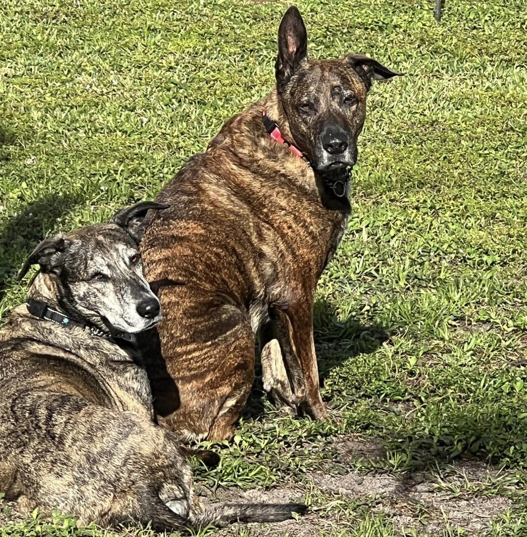 Sam and Susy, an adoptable Dutch Shepherd in Oakland Park, FL, 33334 | Photo Image 3