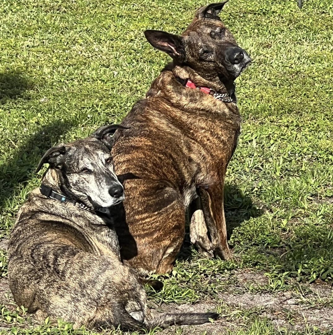 Sam and Susy, an adoptable Dutch Shepherd in Oakland Park, FL, 33334 | Photo Image 4