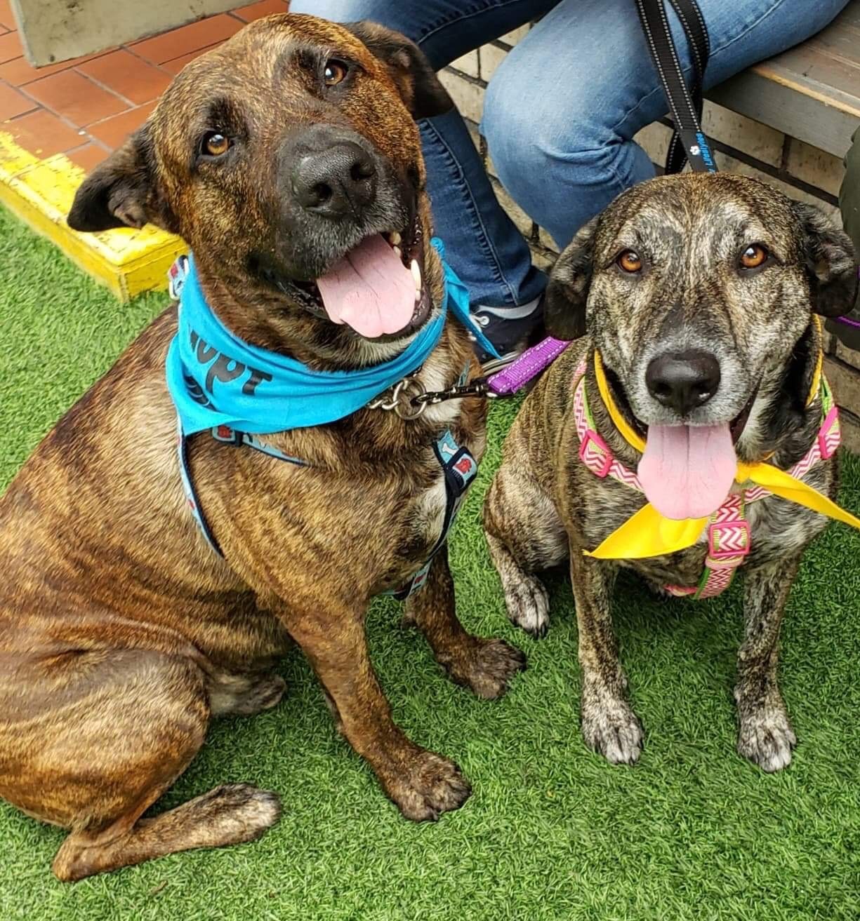 Sam and Susy, an adoptable Dutch Shepherd in Oakland Park, FL, 33334 | Photo Image 1