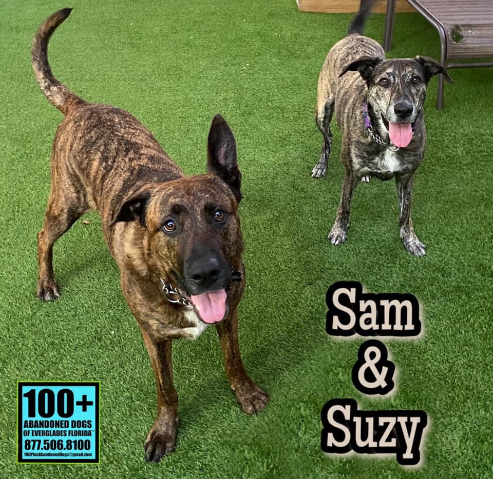 Sam and Susy, an adoptable Dutch Shepherd in Oakland Park, FL, 33334 | Photo Image 5