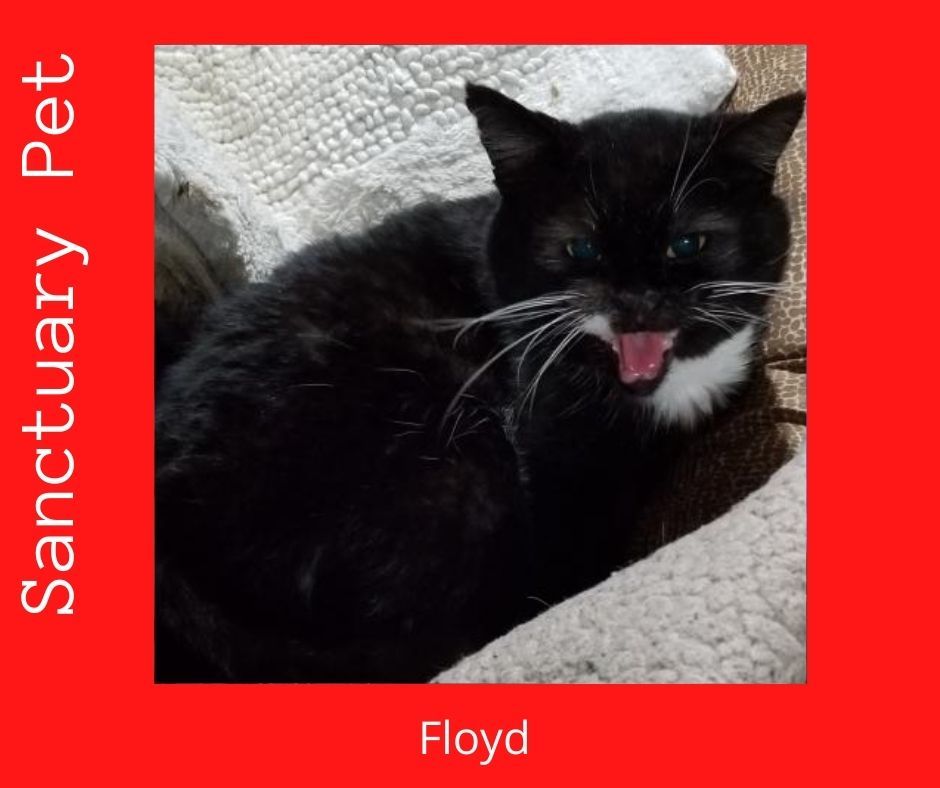 Floyd the Cellar Cat