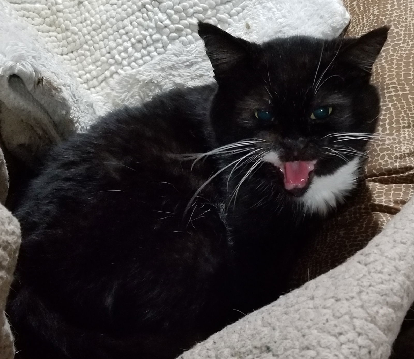 Floyd the Cellar Cat