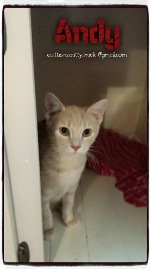 Andy, an adoptable Domestic Short Hair in Ben Wheeler, TX, 75754 | Photo Image 1