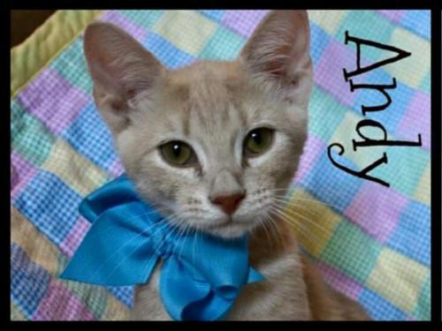 Andy, an adoptable Domestic Short Hair in Ben Wheeler, TX, 75754 | Photo Image 2