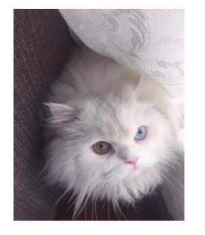 Princess Odd Eyed Kuwaiti Purrsian, Adult Female unknown