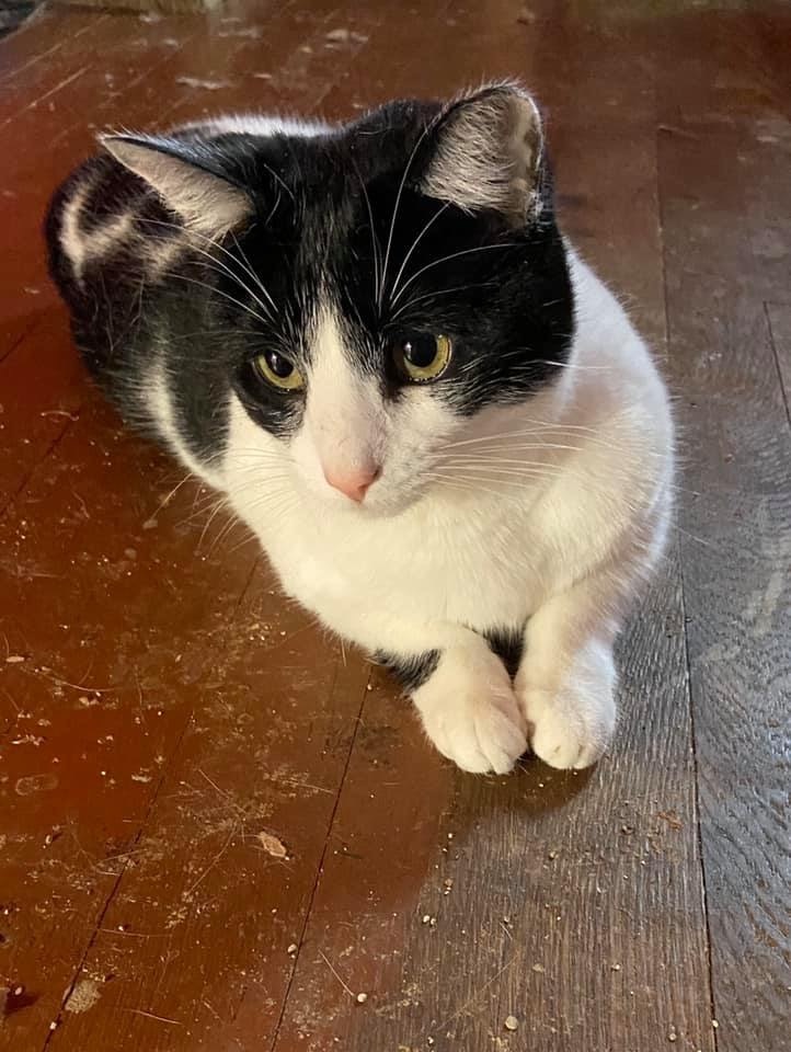 Moo, an adoptable Domestic Short Hair in Carnegie, PA, 15106 | Photo Image 6