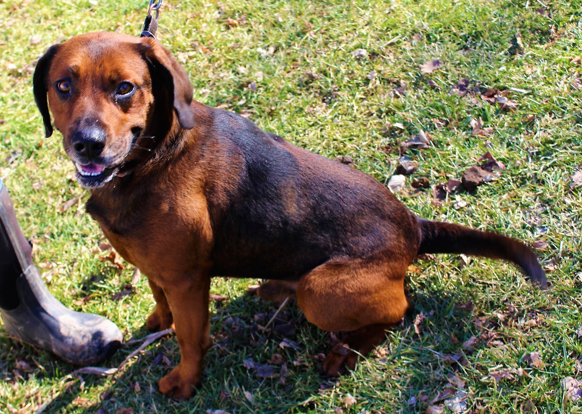Rusty, an adoptable Hound, Labrador Retriever in Hillsdale, IN, 47854 | Photo Image 2
