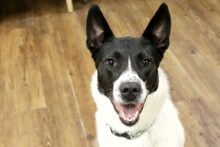 Faro, an adoptable Husky Mix in Lake Odessa, MI