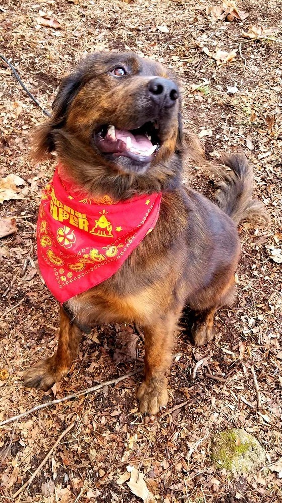 Louie, an adoptable Border Collie in Capon Bridge, WV, 26711 | Photo Image 3