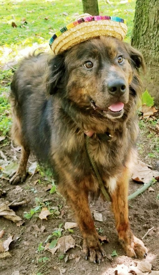 Louie, an adoptable Border Collie in Capon Bridge, WV, 26711 | Photo Image 4