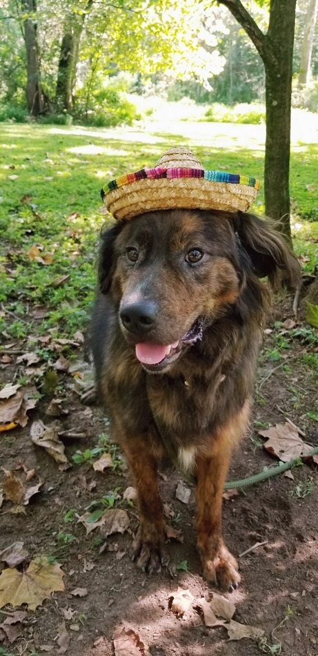 Louie, an adoptable Border Collie in Capon Bridge, WV, 26711 | Photo Image 5