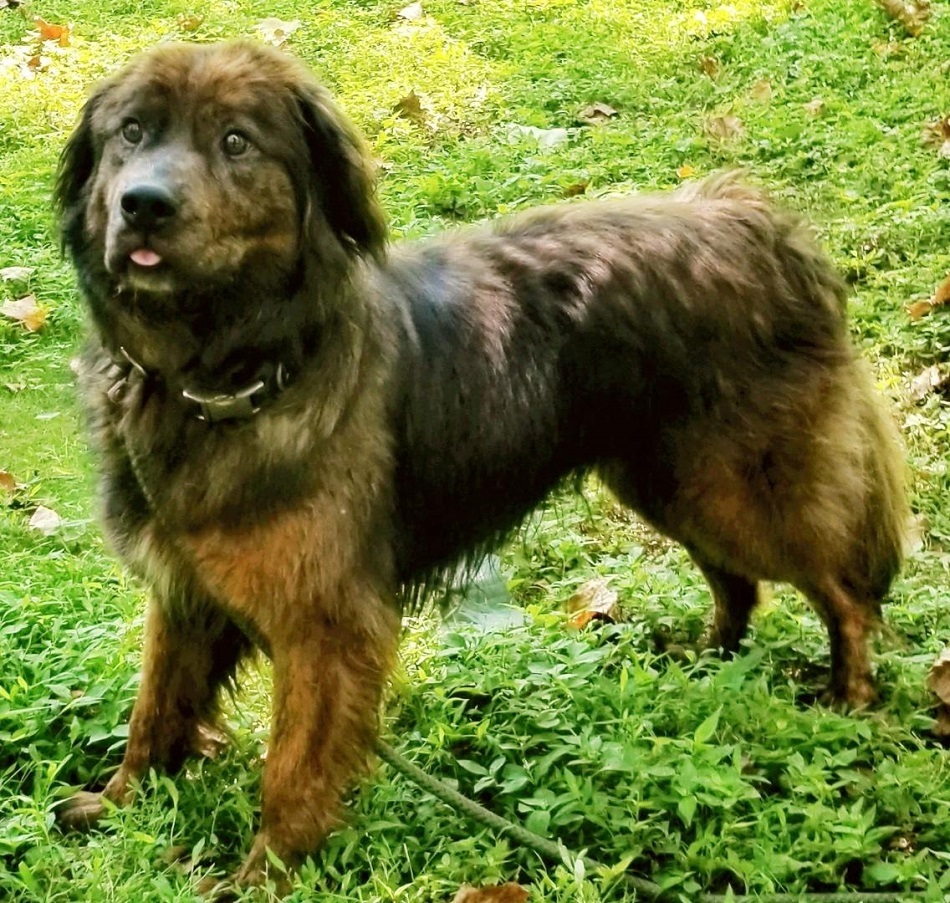 Louie, an adoptable Border Collie in Capon Bridge, WV, 26711 | Photo Image 6