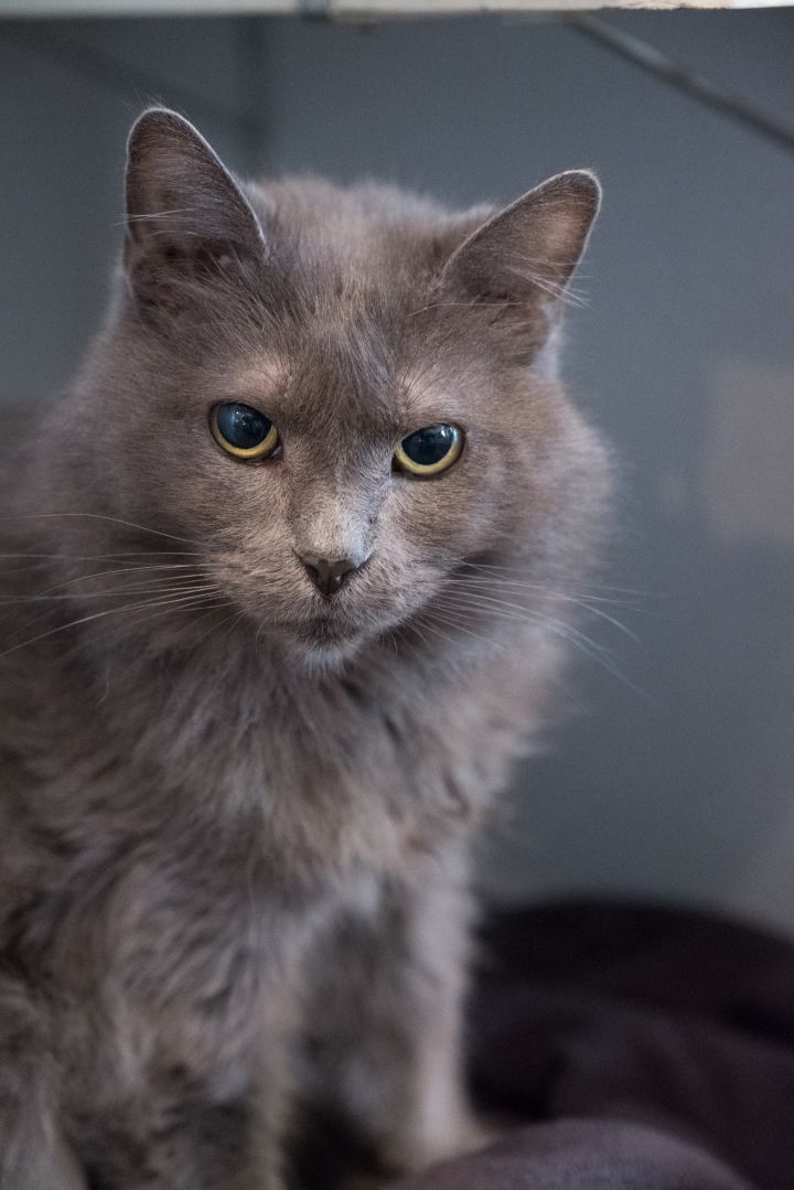 Cat For Adoption Lady Grey A Domestic Medium Hair In Los