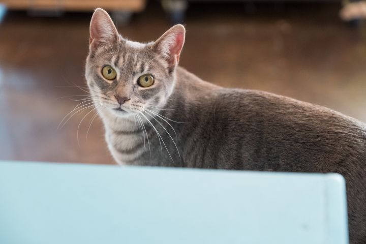 Dame Maggie Smith, an adoptable Tabby in Los Angeles, CA_image-3