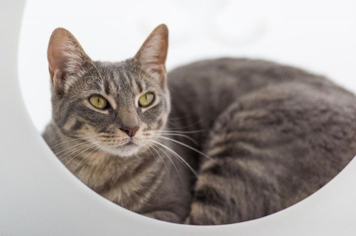 Dame Maggie Smith, an adoptable Tabby in Los Angeles, CA_image-4