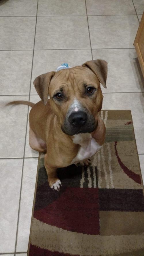 cur mix mountain pitbull puppies pit bull dog terrier adoption charlotte