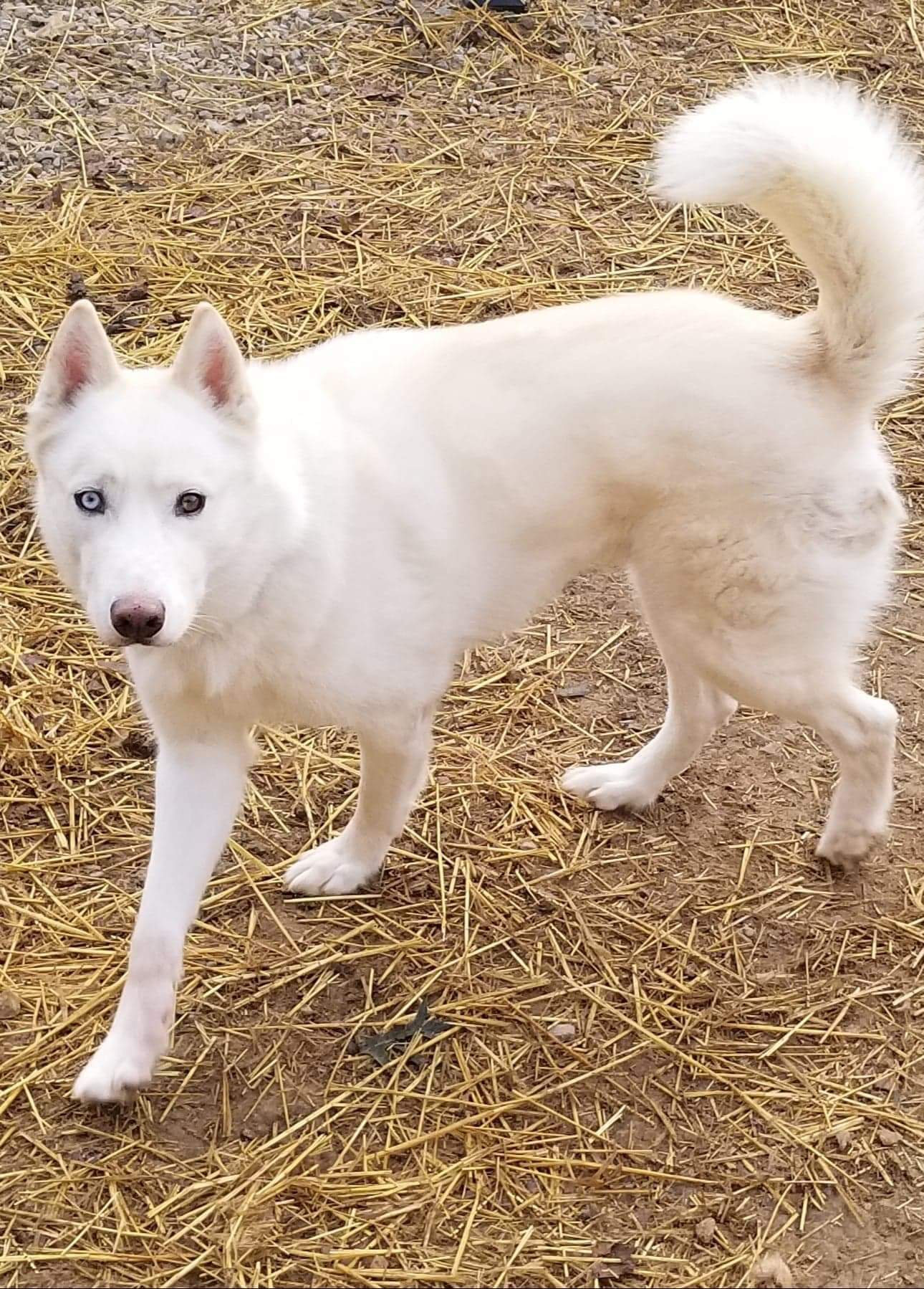 Meeko, an adoptable Siberian Husky, Husky in Seville, OH, 44273 | Photo Image 2