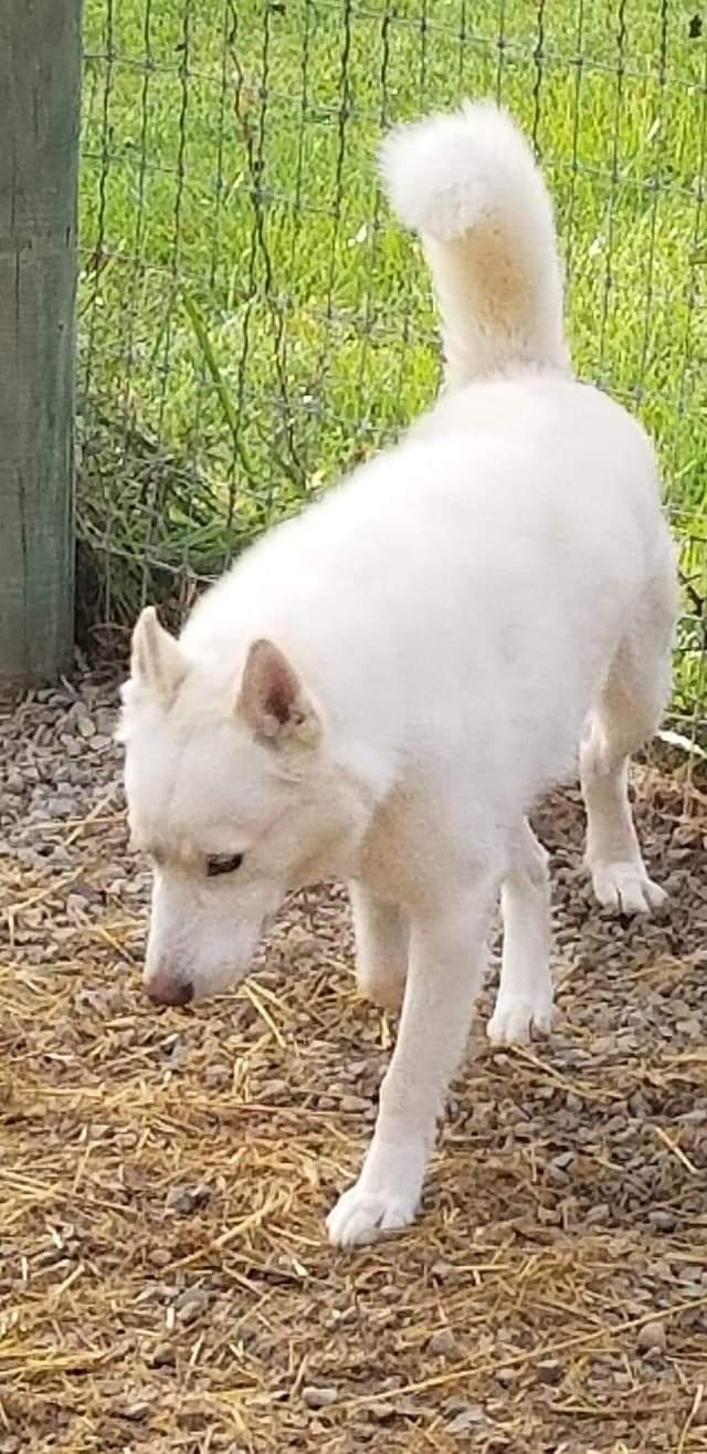 Meeko, an adoptable Siberian Husky, Husky in Seville, OH, 44273 | Photo Image 3