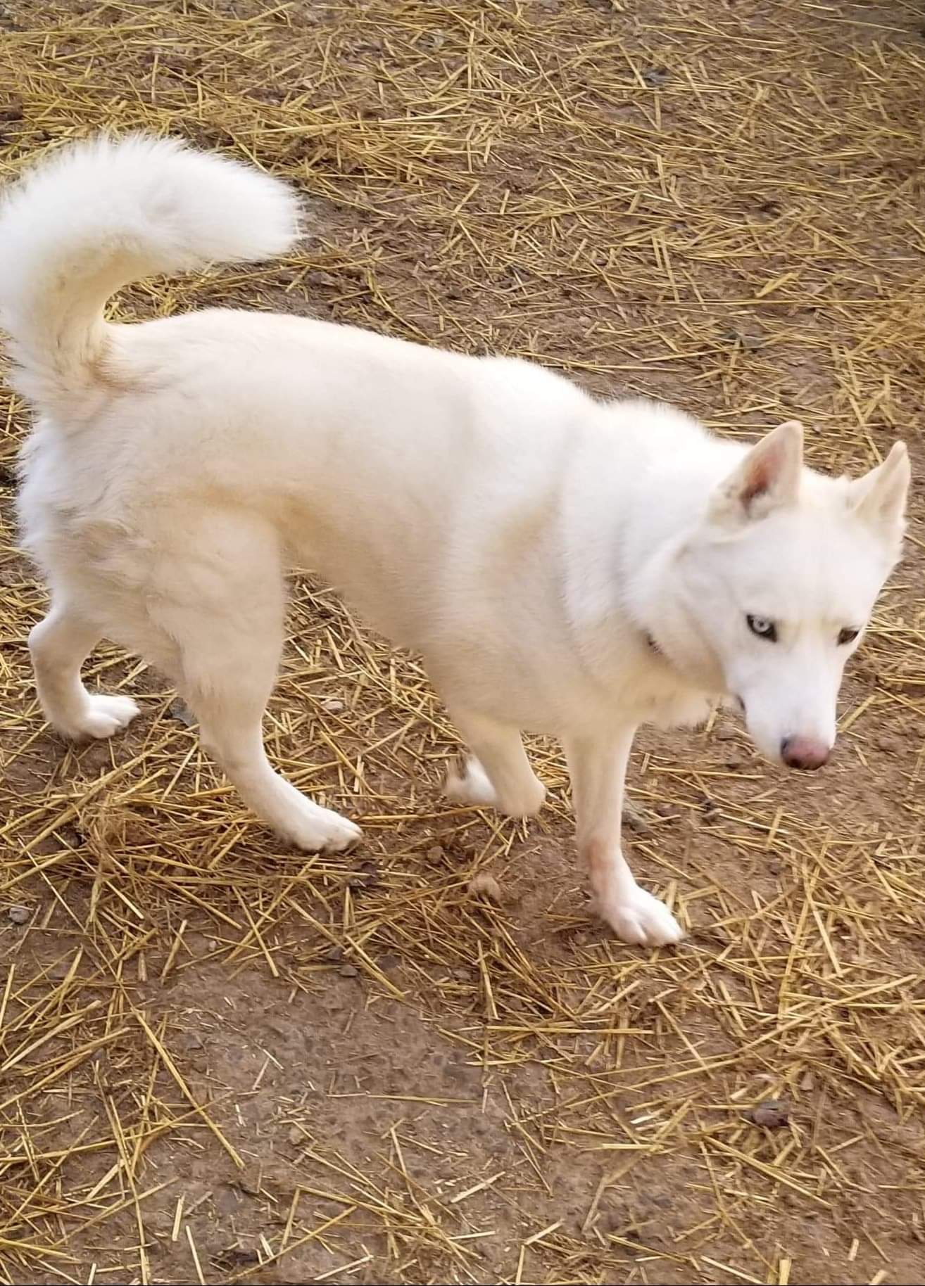 Meeko, an adoptable Siberian Husky, Husky in Seville, OH, 44273 | Photo Image 4