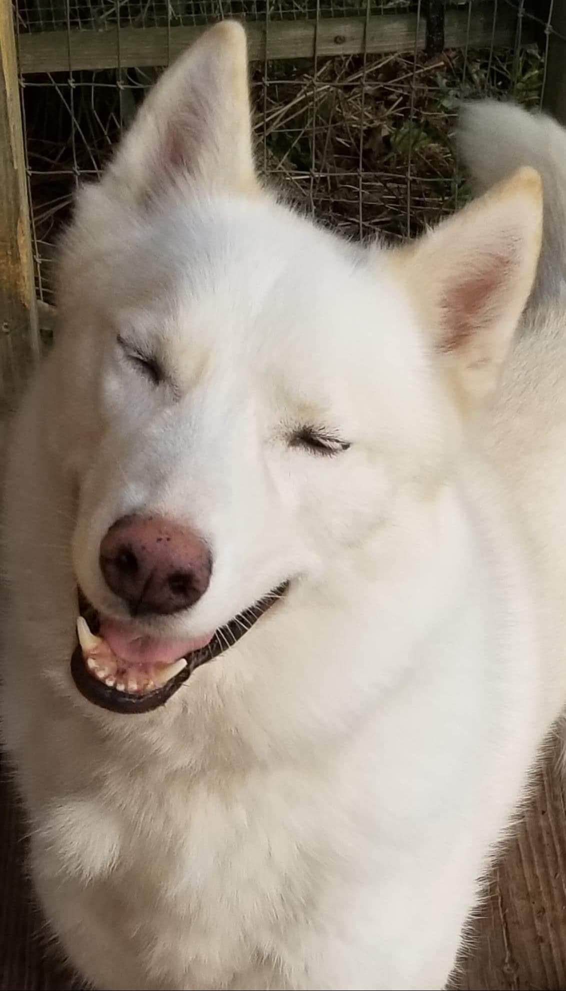 Meeko, an adoptable Siberian Husky, Husky in Seville, OH, 44273 | Photo Image 5