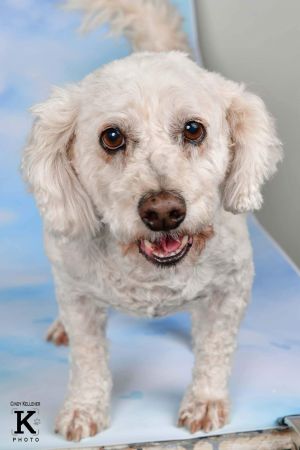 Dogs For Adoption Near San Antonio Tx Petfinder