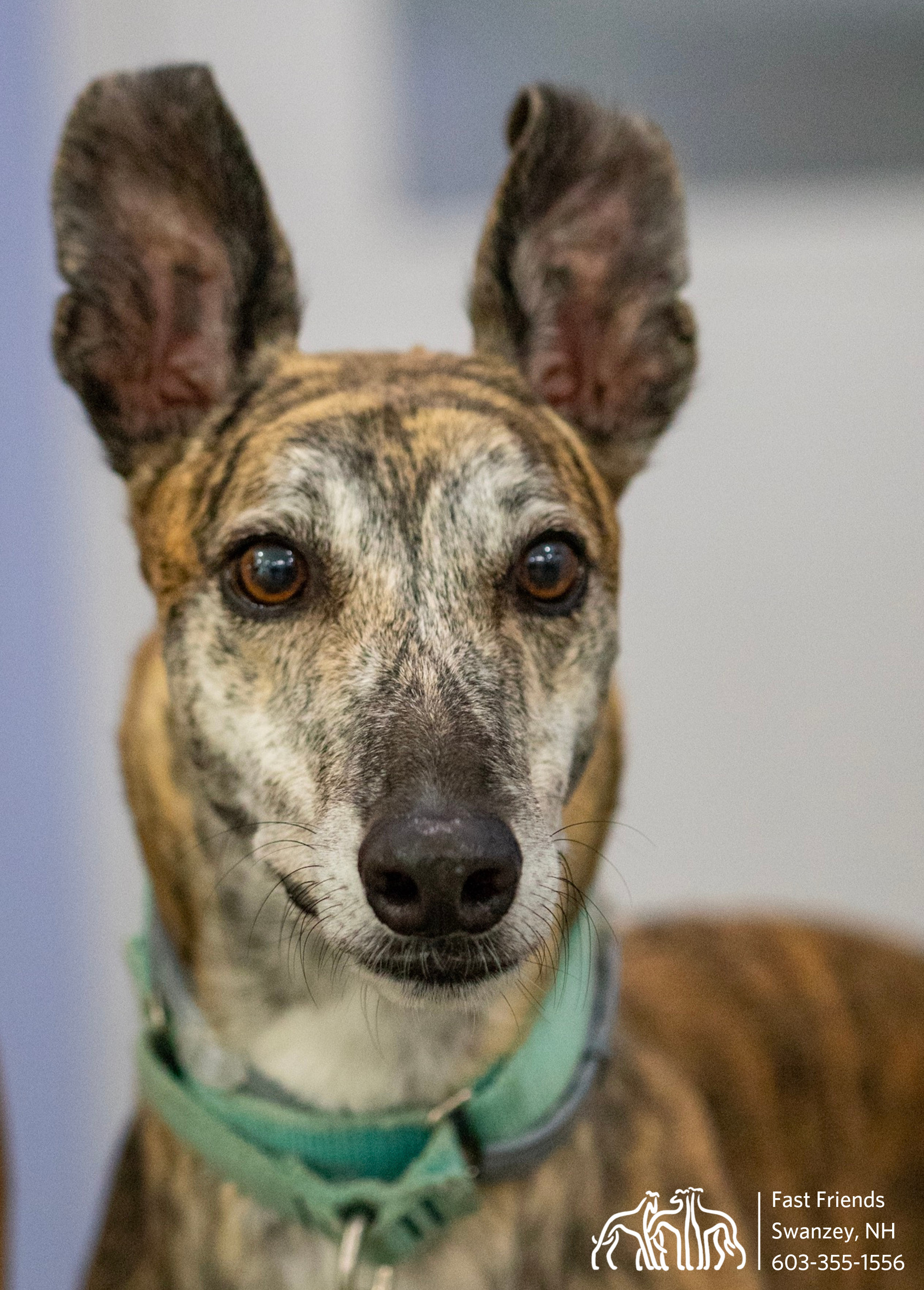 Glyde, an adoptable Greyhound in Swanzey, NH, 03446 | Photo Image 2