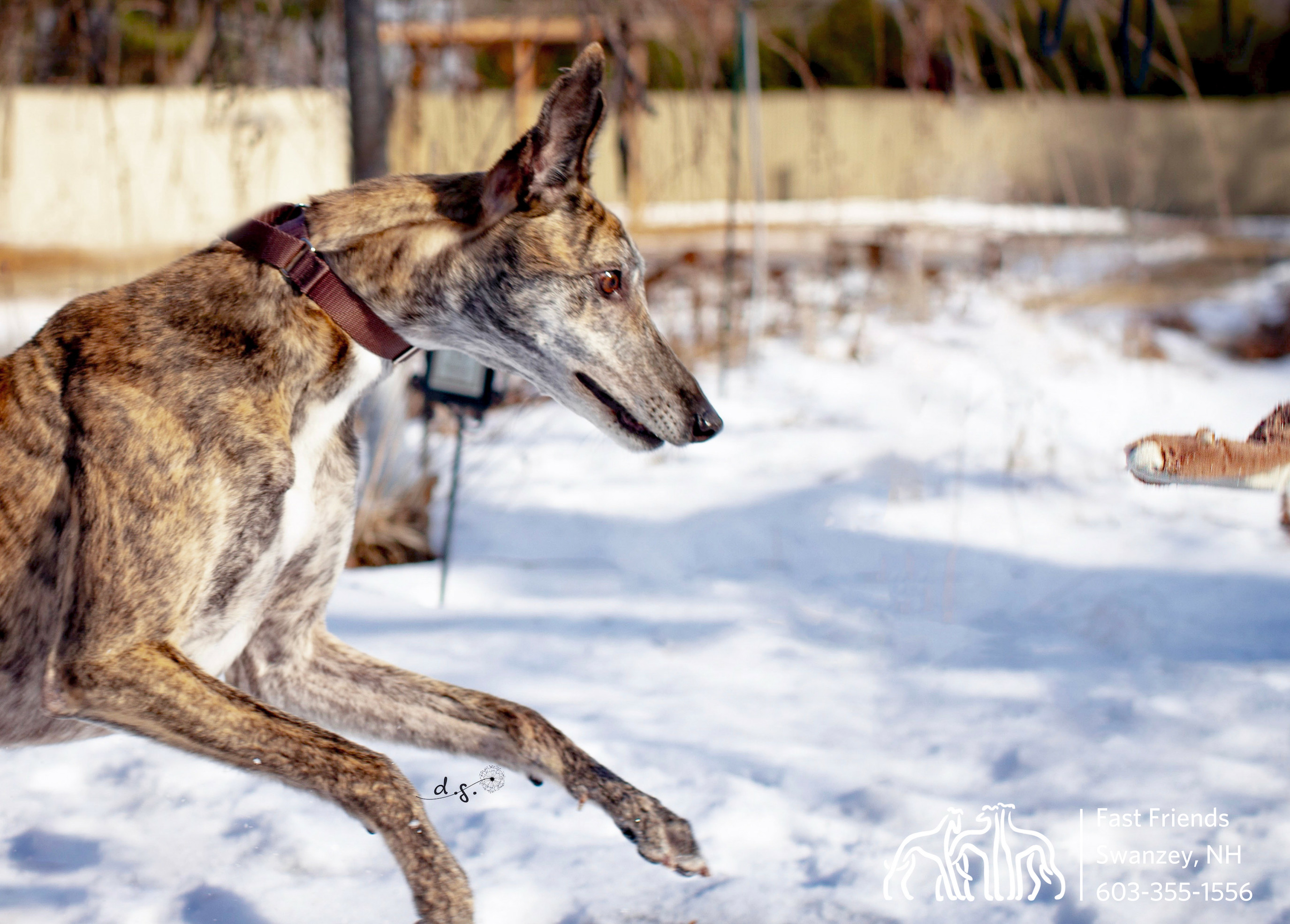 Glyde, an adoptable Greyhound in Swanzey, NH, 03446 | Photo Image 3