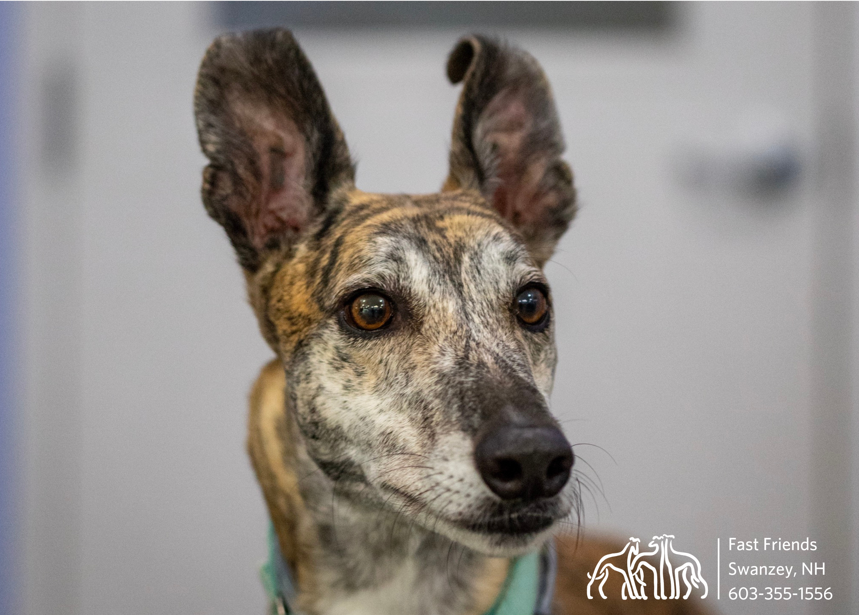 Glyde, an adoptable Greyhound in Swanzey, NH, 03446 | Photo Image 1