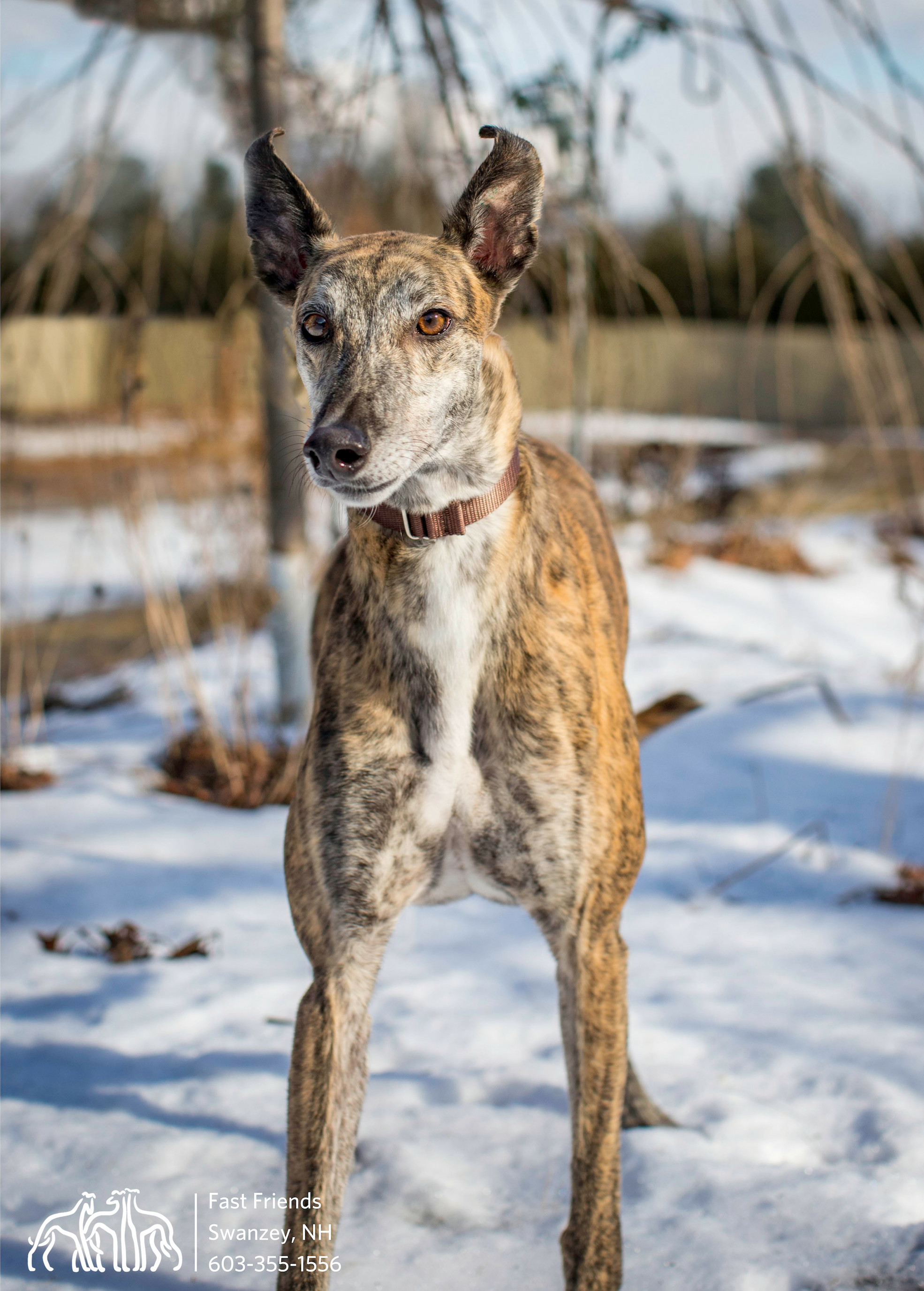 Glyde, an adoptable Greyhound in Swanzey, NH, 03446 | Photo Image 4
