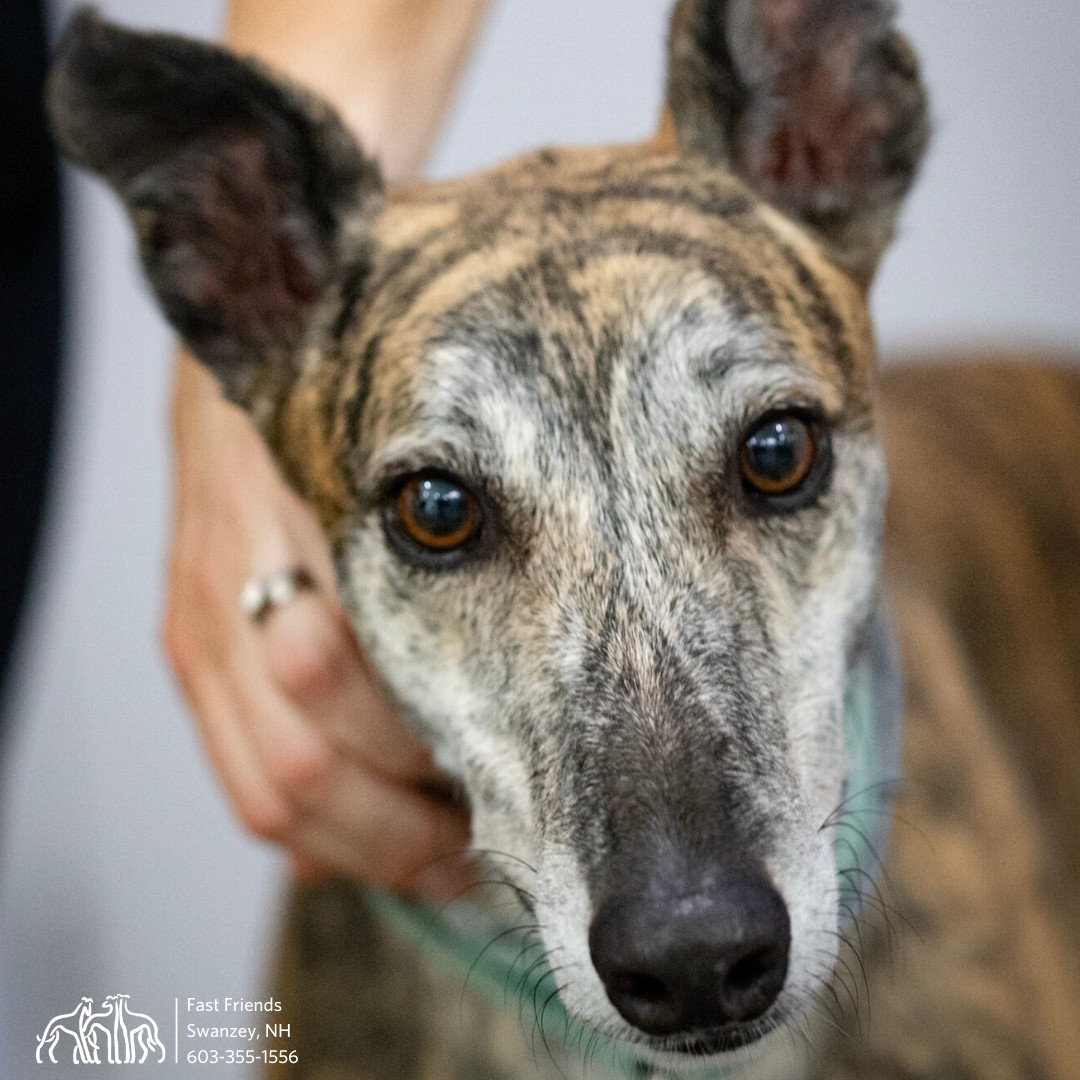 Glyde, an adoptable Greyhound in Swanzey, NH, 03446 | Photo Image 5