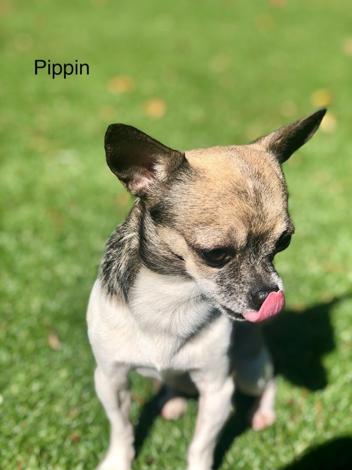 Pippin 2