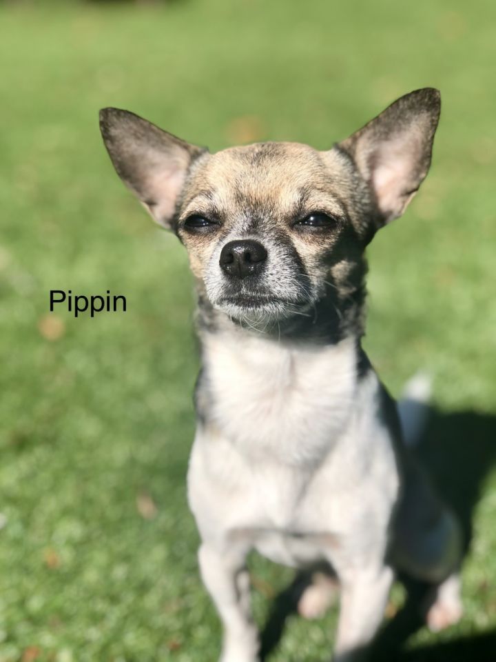 Pippin 4