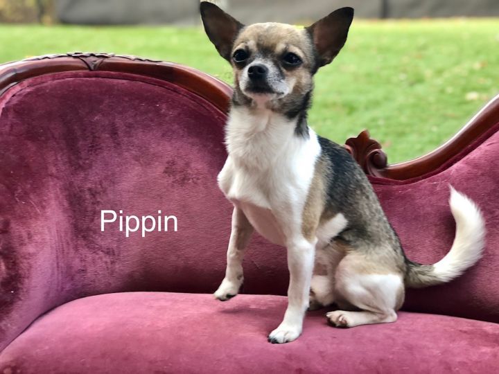 Pippin 5