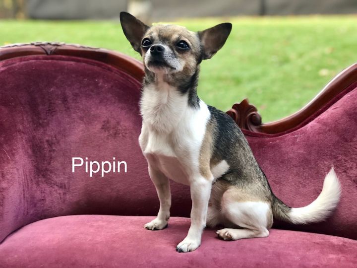 Pippin 6