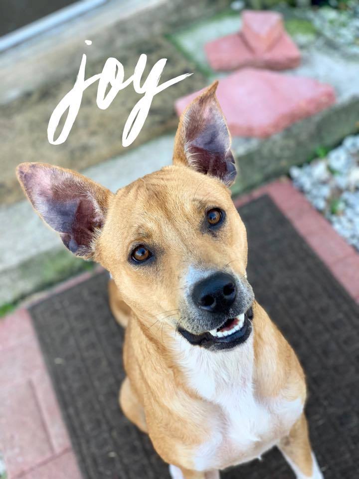 Joy 3