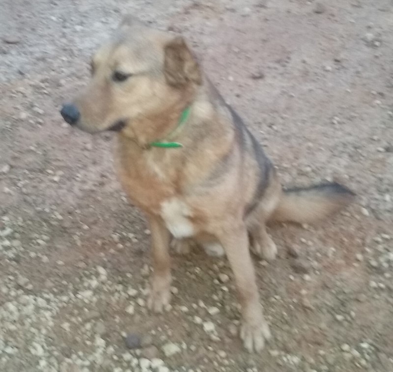 Rusty, an adoptable German Shepherd Dog in Mount Enterprise, TX, 75681 | Photo Image 2