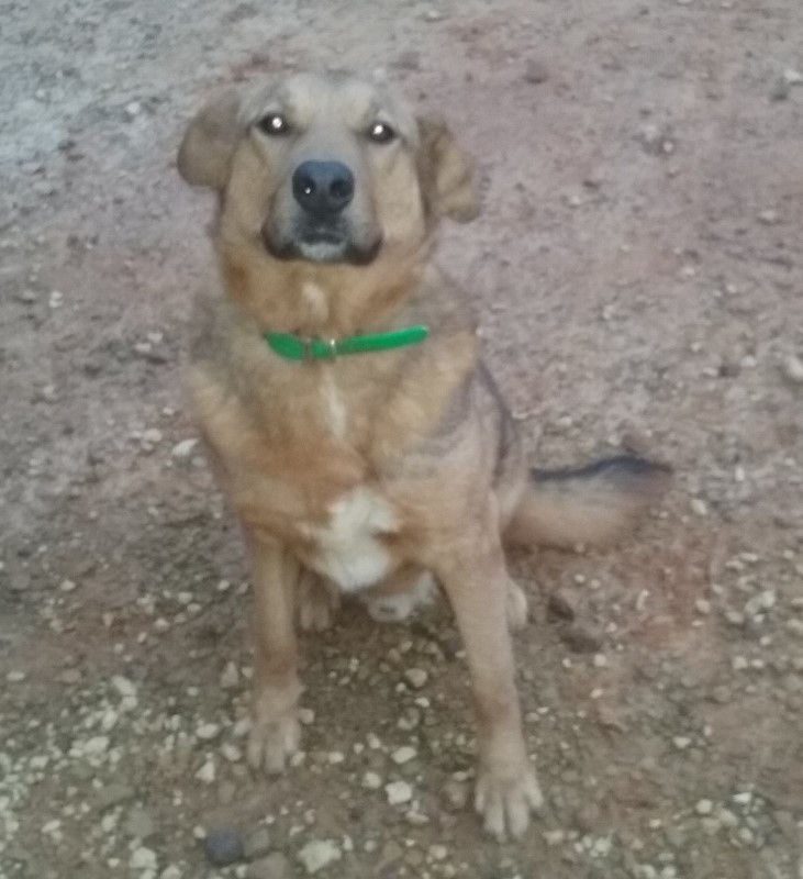 Rusty, an adoptable German Shepherd Dog in Mount Enterprise, TX, 75681 | Photo Image 1