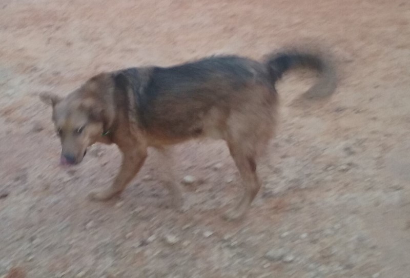 Rusty, an adoptable German Shepherd Dog in Mount Enterprise, TX, 75681 | Photo Image 3