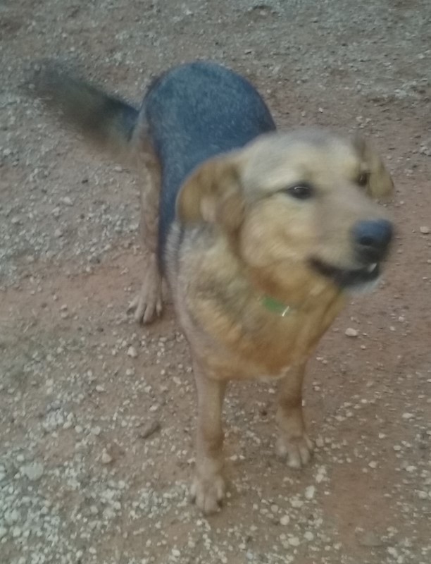 Rusty, an adoptable German Shepherd Dog in Mount Enterprise, TX, 75681 | Photo Image 4