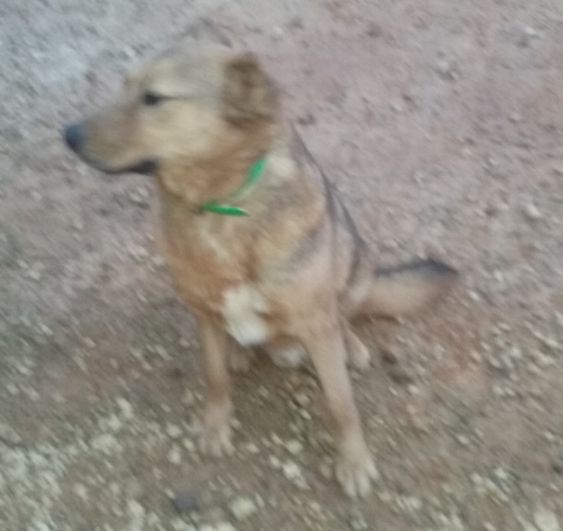 Rusty, an adoptable German Shepherd Dog in Mount Enterprise, TX, 75681 | Photo Image 5