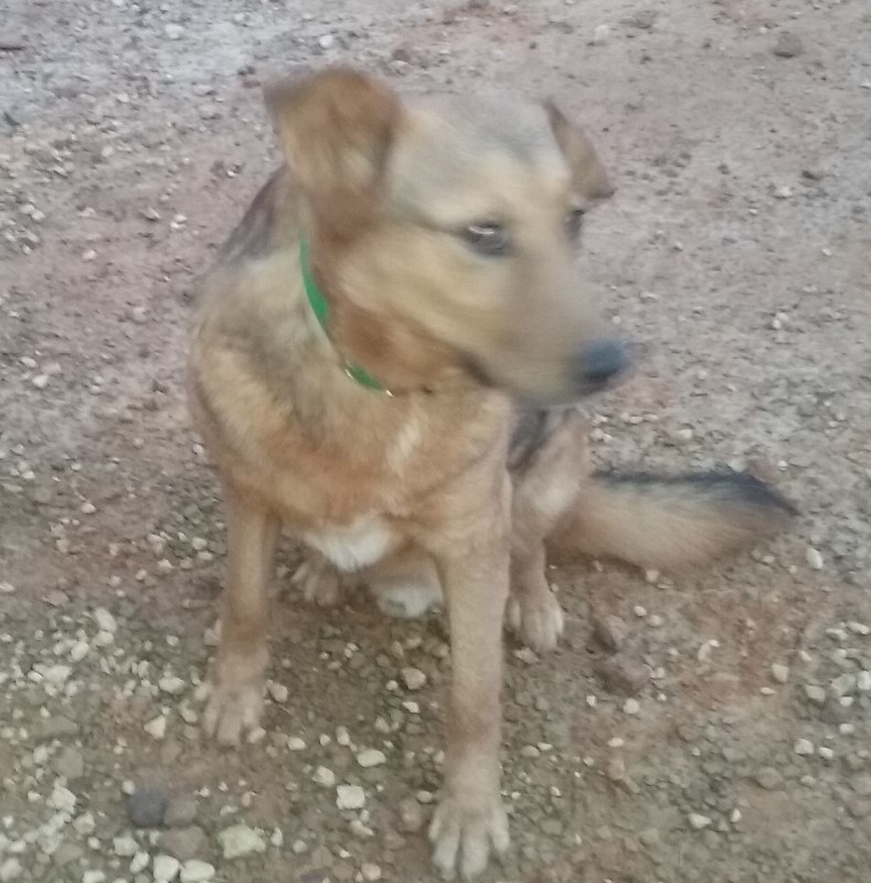 Rusty, an adoptable German Shepherd Dog in Mount Enterprise, TX, 75681 | Photo Image 6