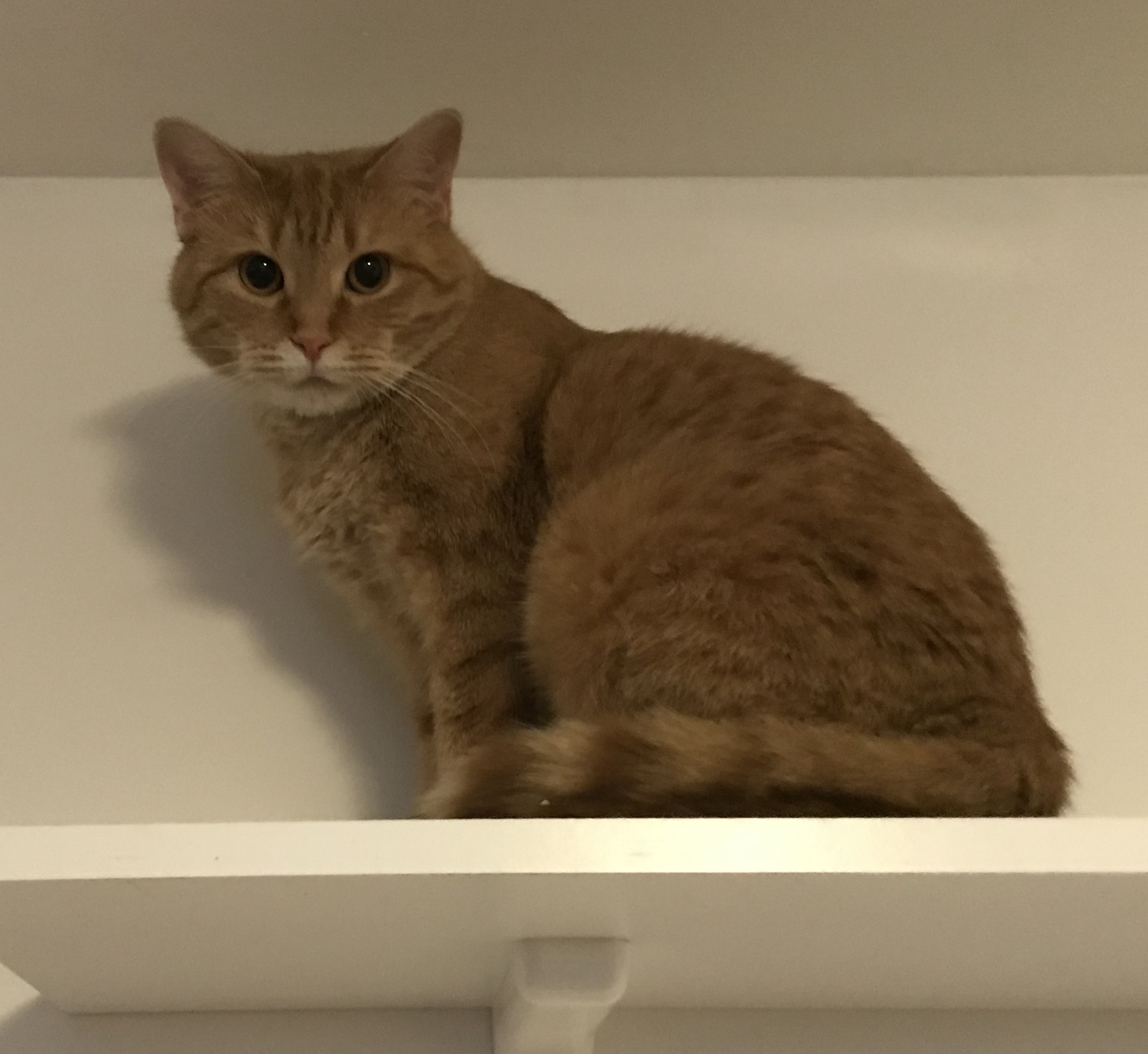 Nala'S Fitness Program: Crackgustspring Edition - unuegtr