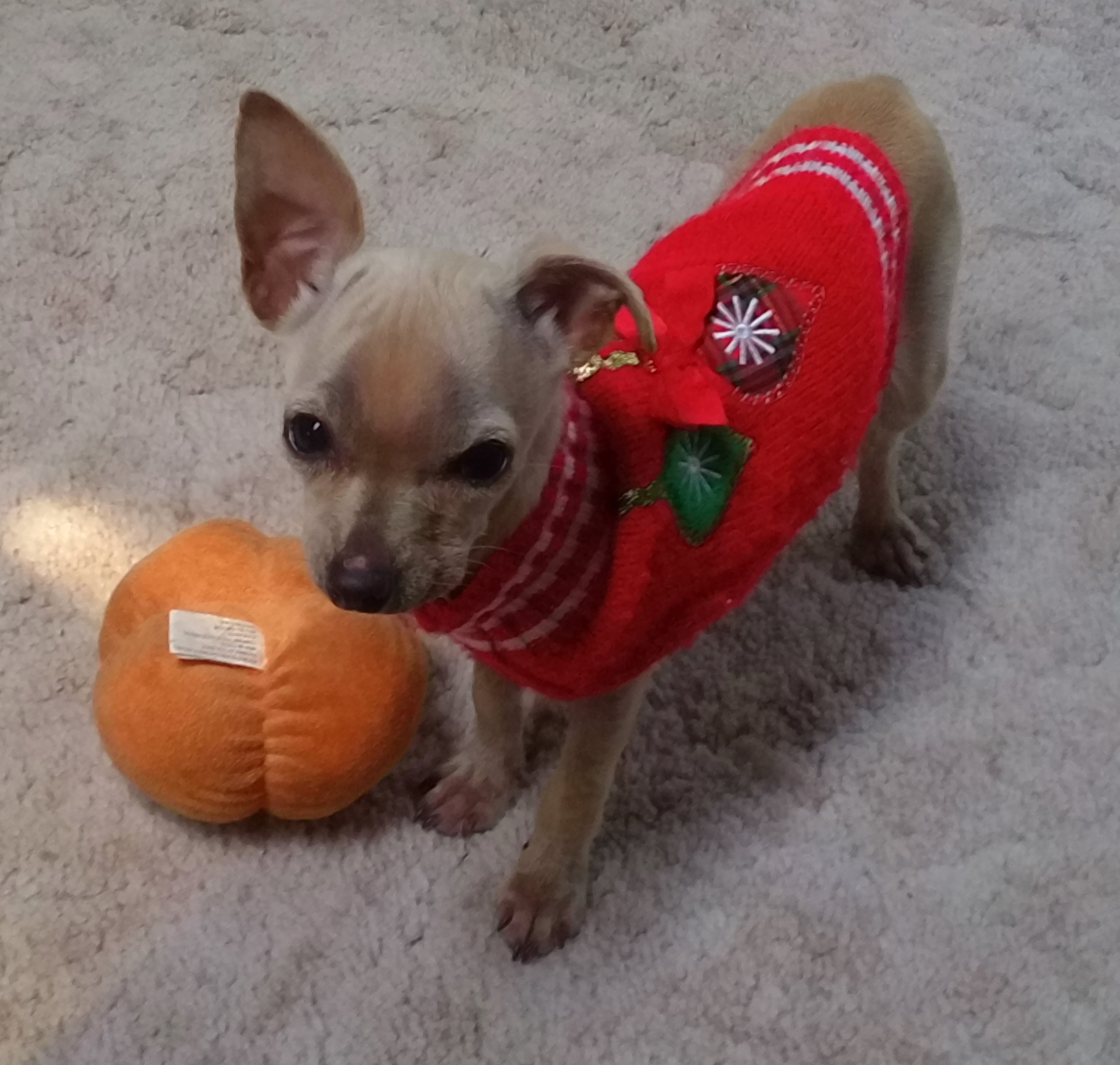 Tinkerbelle, an adoptable Chihuahua in Santa Maria, CA, 93455 | Photo Image 1