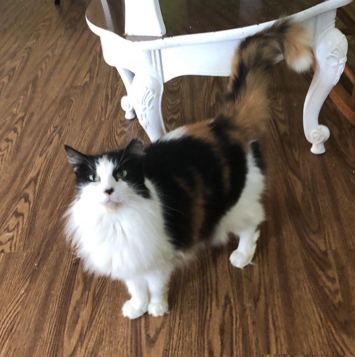 Cat For Adoption Reece A Calico Domestic Medium Hair Mix In