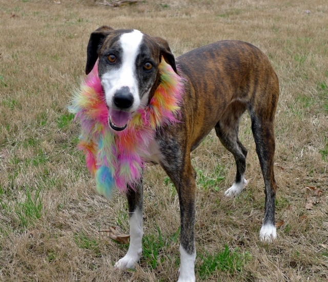 Susie, an adoptable Whippet in Helena, AL, 35080 | Photo Image 1