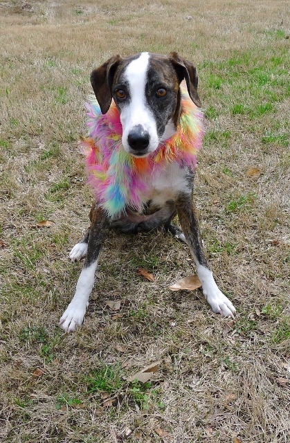 Susie, an adoptable Whippet in Helena, AL, 35080 | Photo Image 4