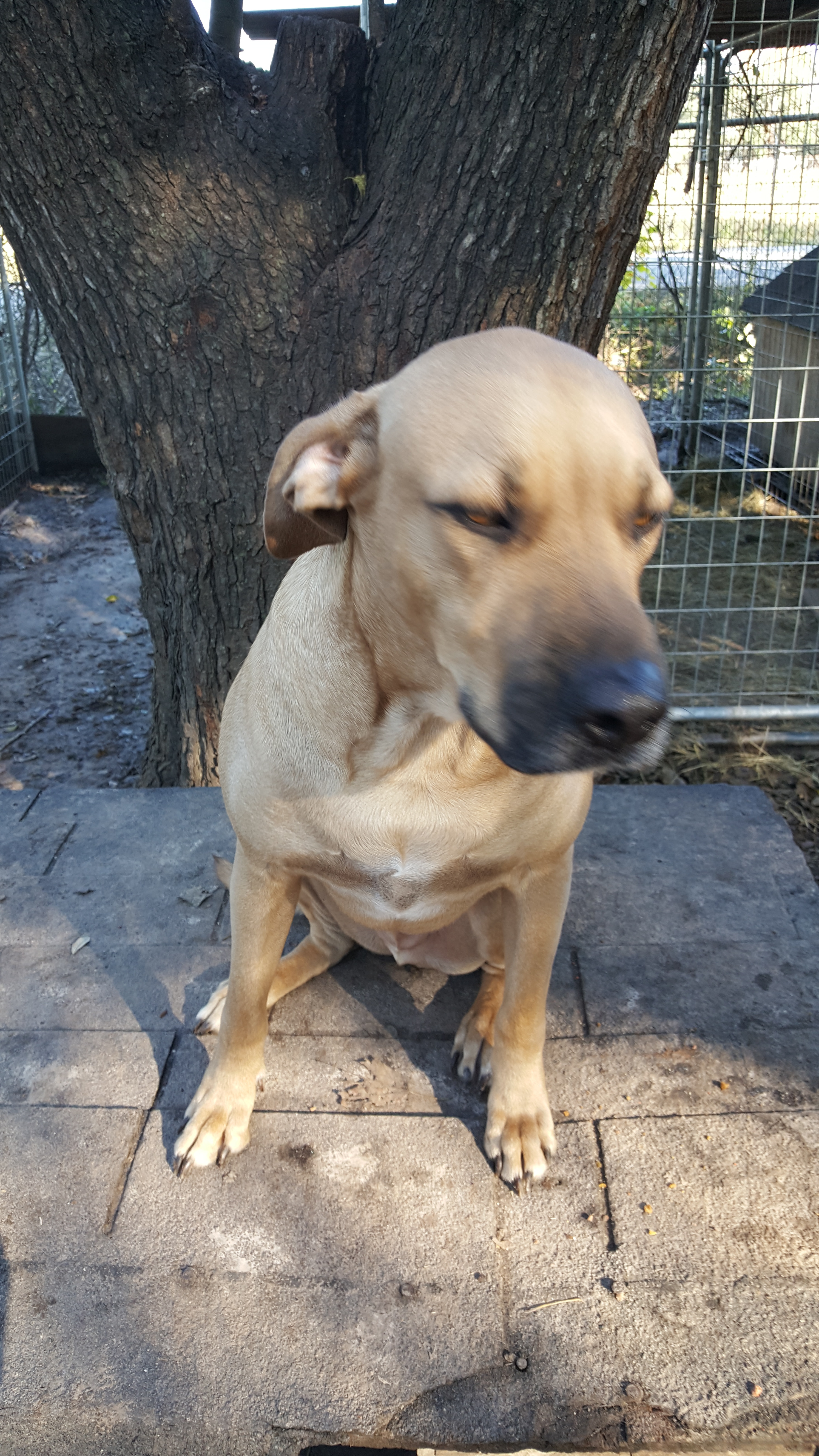 Hank, an adoptable Black Mouth Cur, Labrador Retriever in Houston, TX, 77075 | Photo Image 2